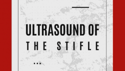 thumbnail for ISELP Veterinary Student Program - The Stifle